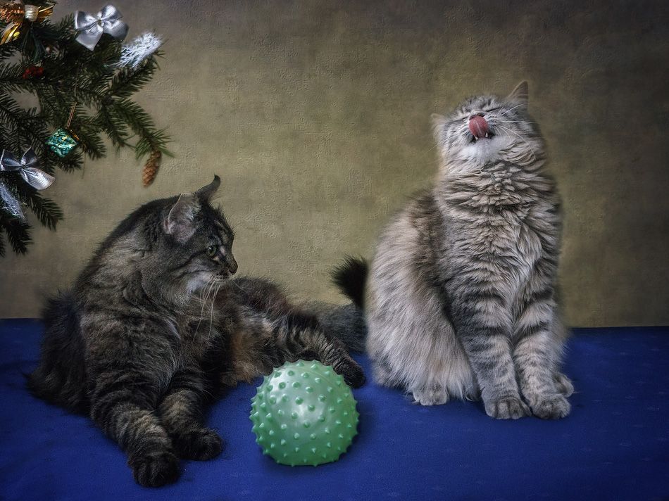 -Не будешь ты мячиком играть, я его прокусила!