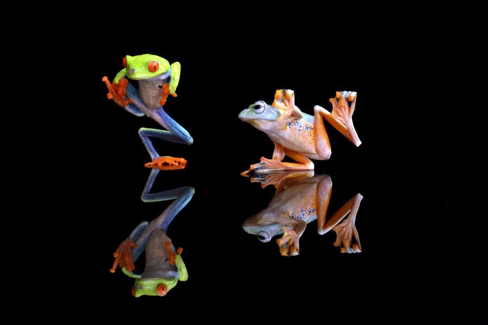 Macrography