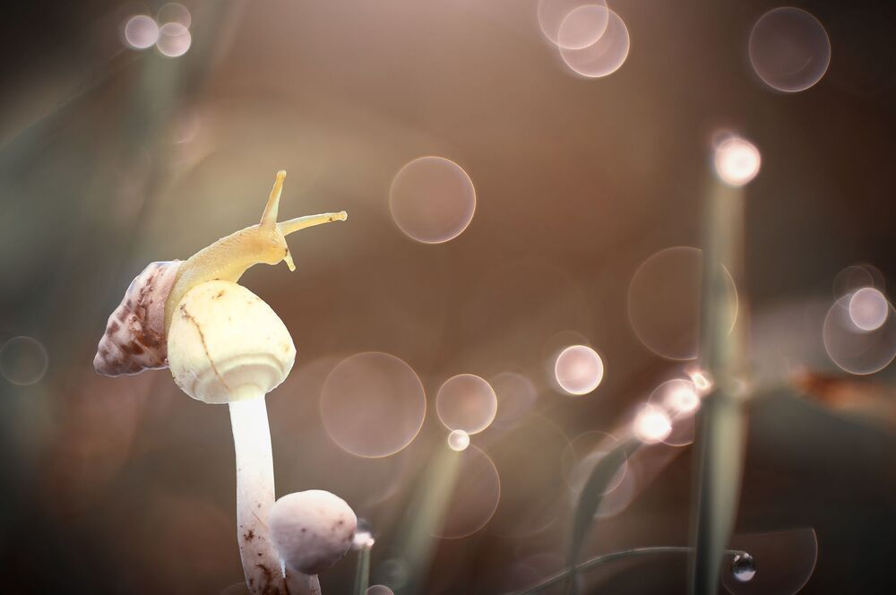 Macrography