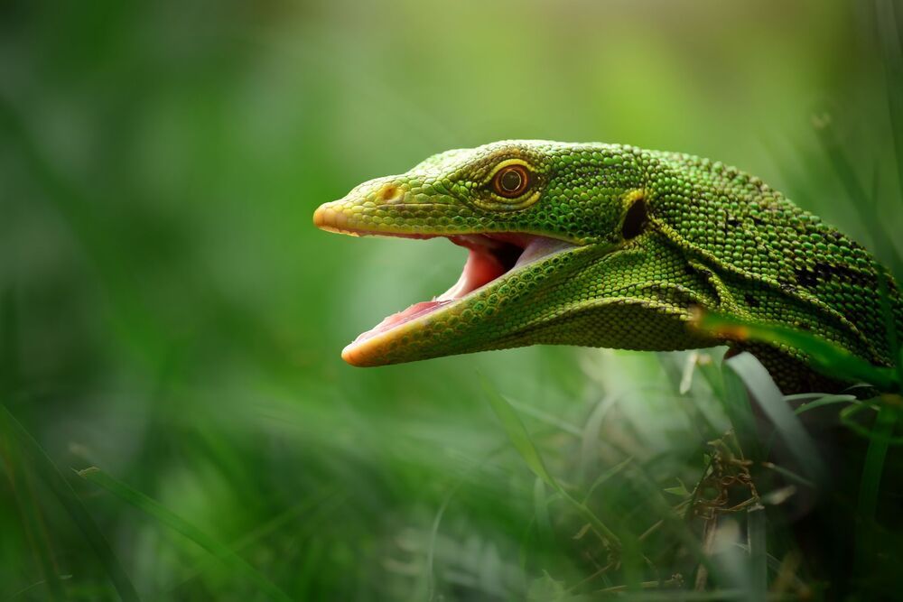 Macrography