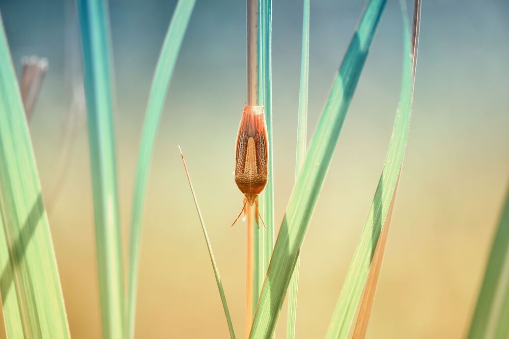Macrography