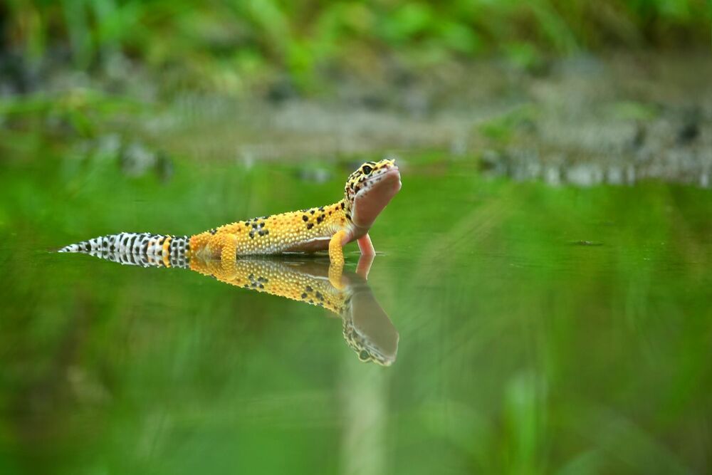 Macrography