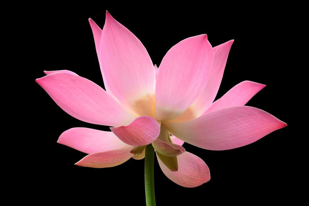 Macrography