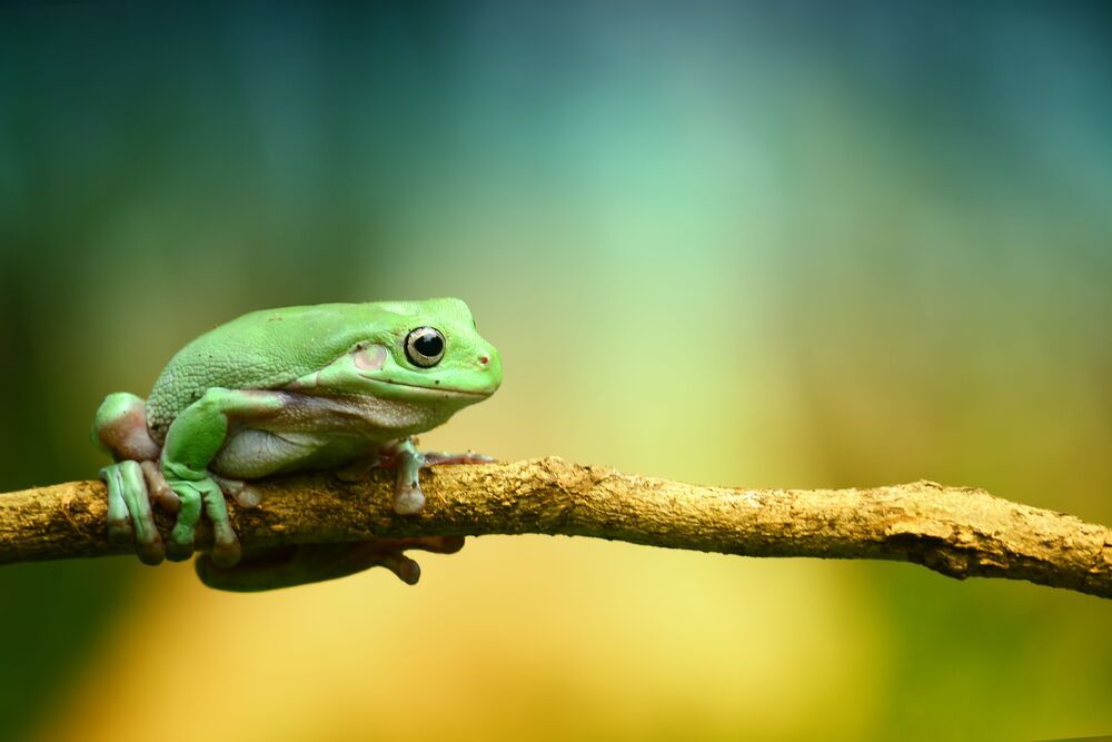 Macrography