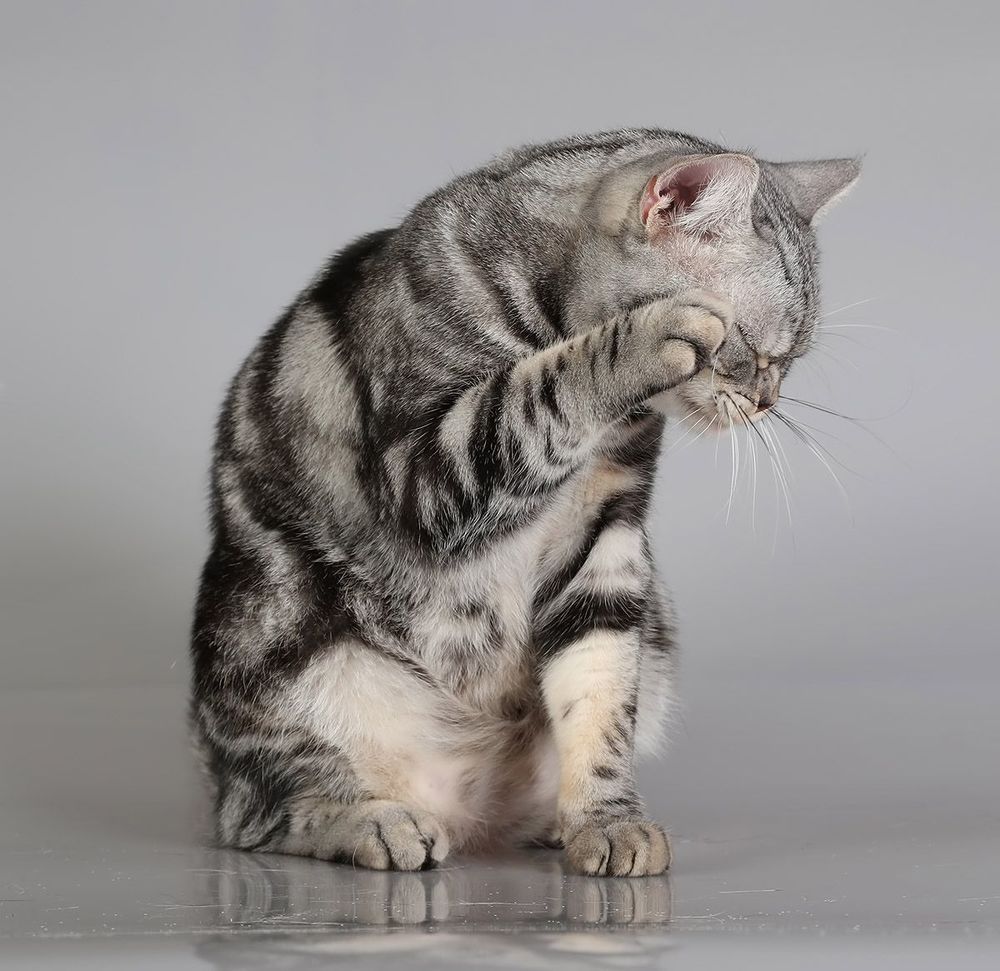 Маркиз. Американский короткошерстный кот - American shorthair cat