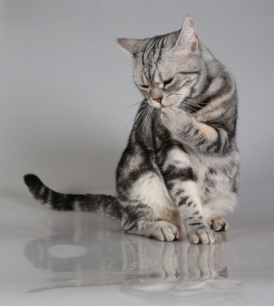 Маркиз. Американский короткошерстный кот - American shorthair cat