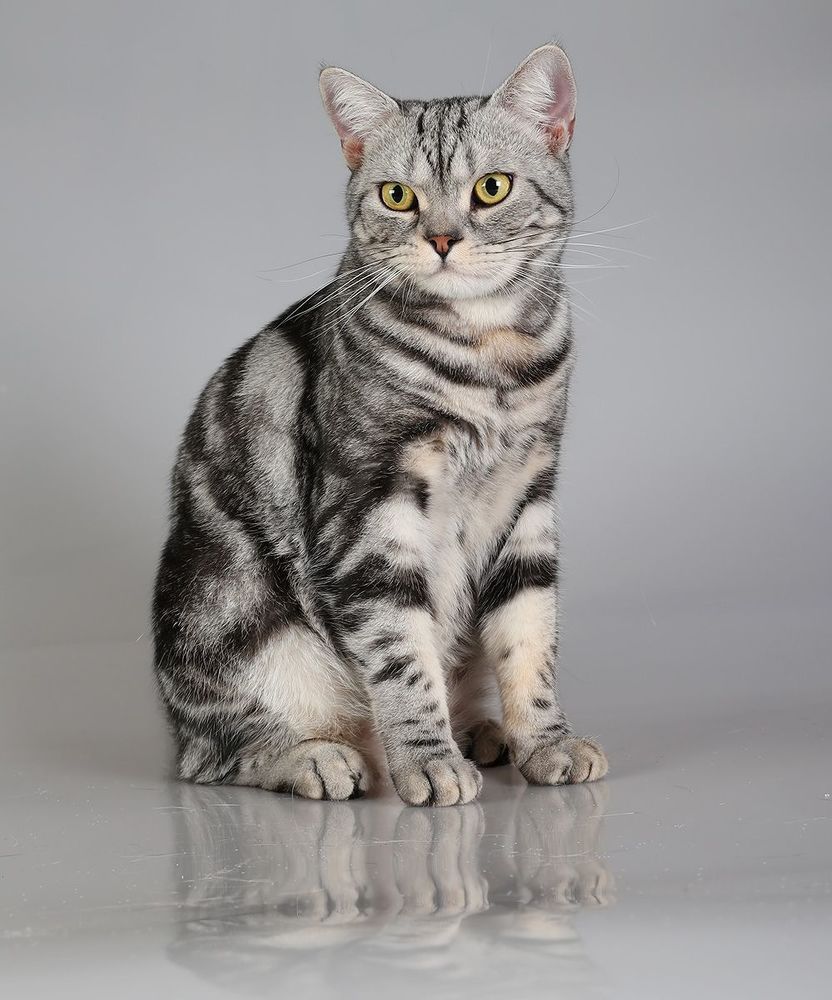 Маркиз. Американский короткошерстный кот - American shorthair cat