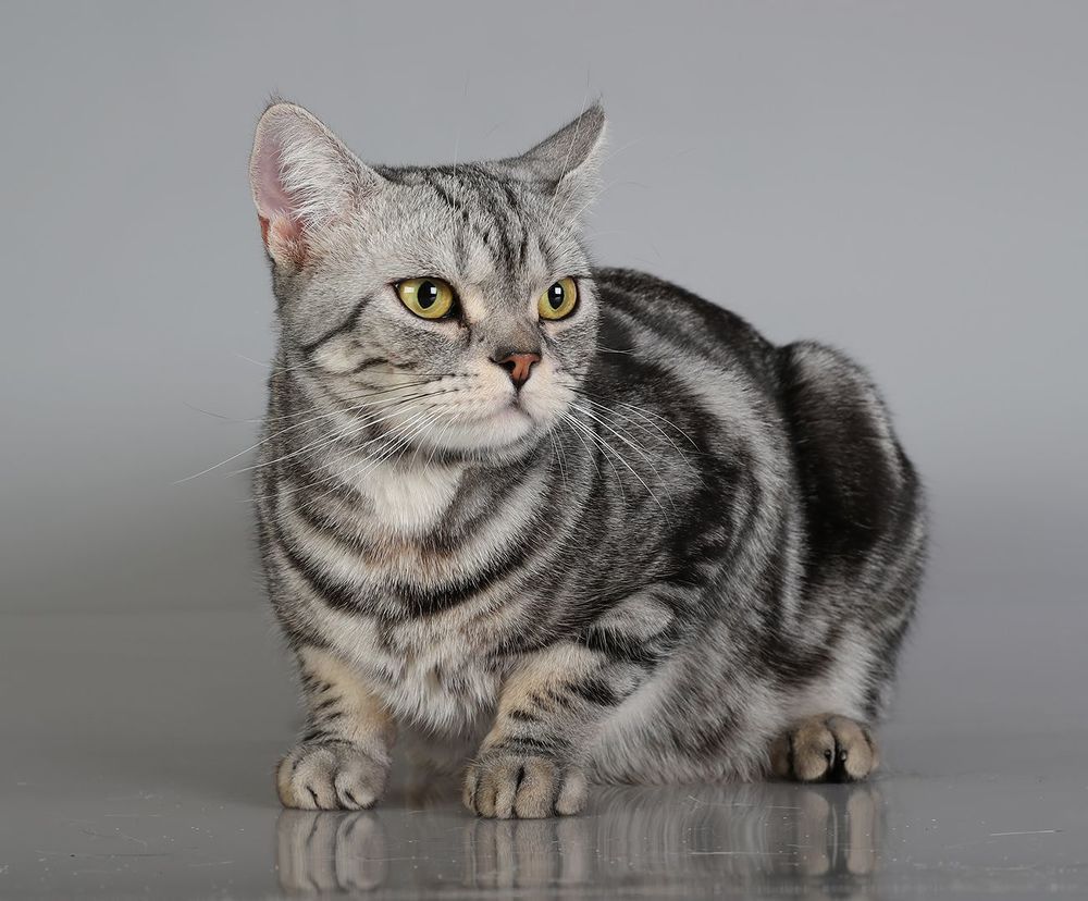 Маркиз. Американский короткошерстный кот - American shorthair cat