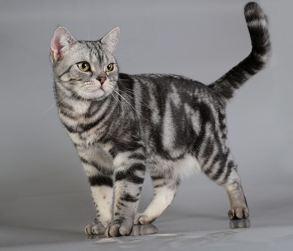 Маркиз. Американский короткошерстный кот - American shorthair cat