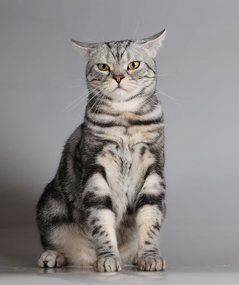 Маркиз. Американский короткошерстный кот - American shorthair cat