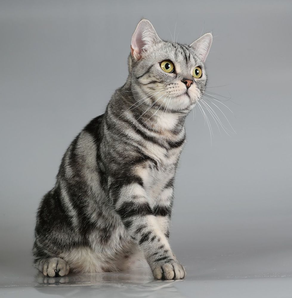 Маркиз. Американский короткошерстный кот - American shorthair cat