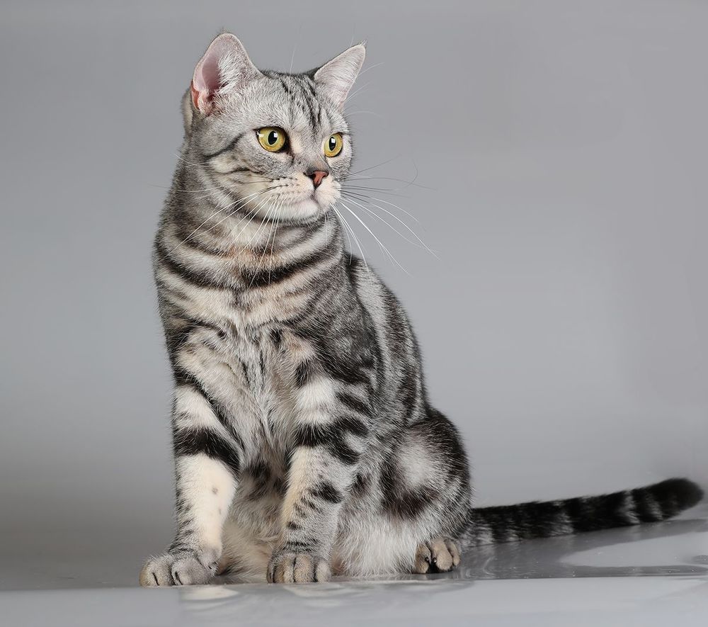 Маркиз. Американский короткошерстный кот - American shorthair cat