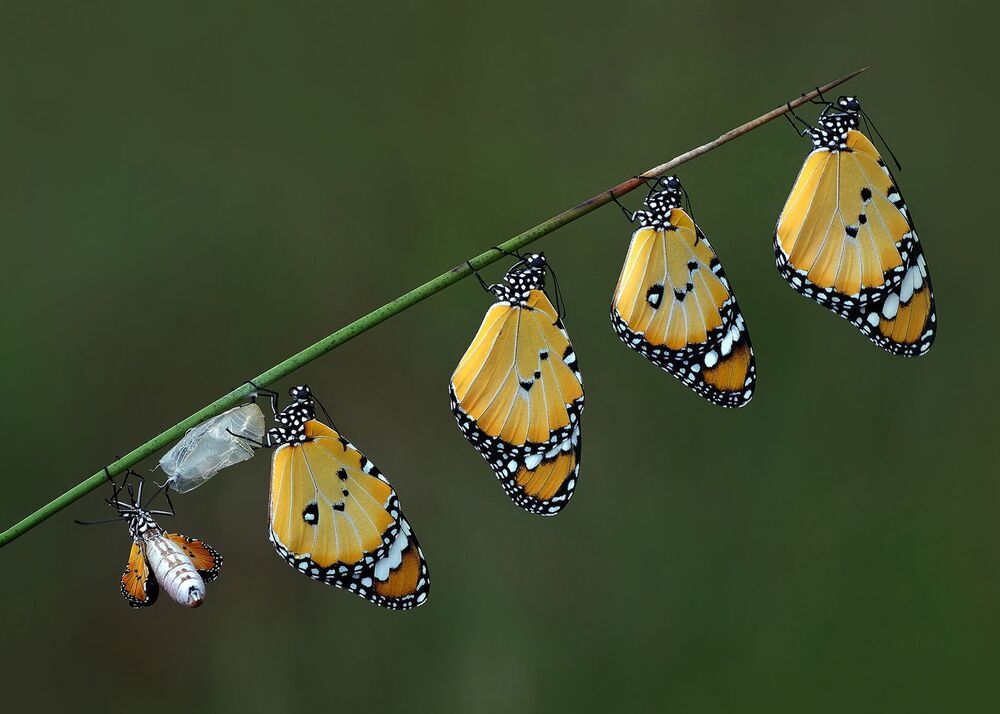 Savas Sener