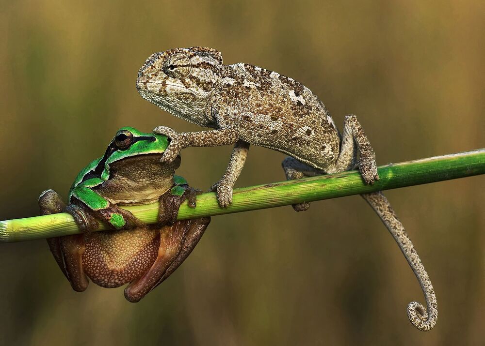 Savas Sener