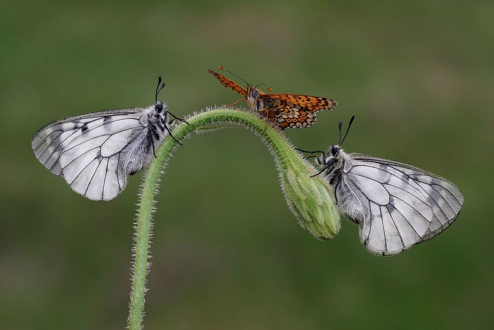 Savas Sener
