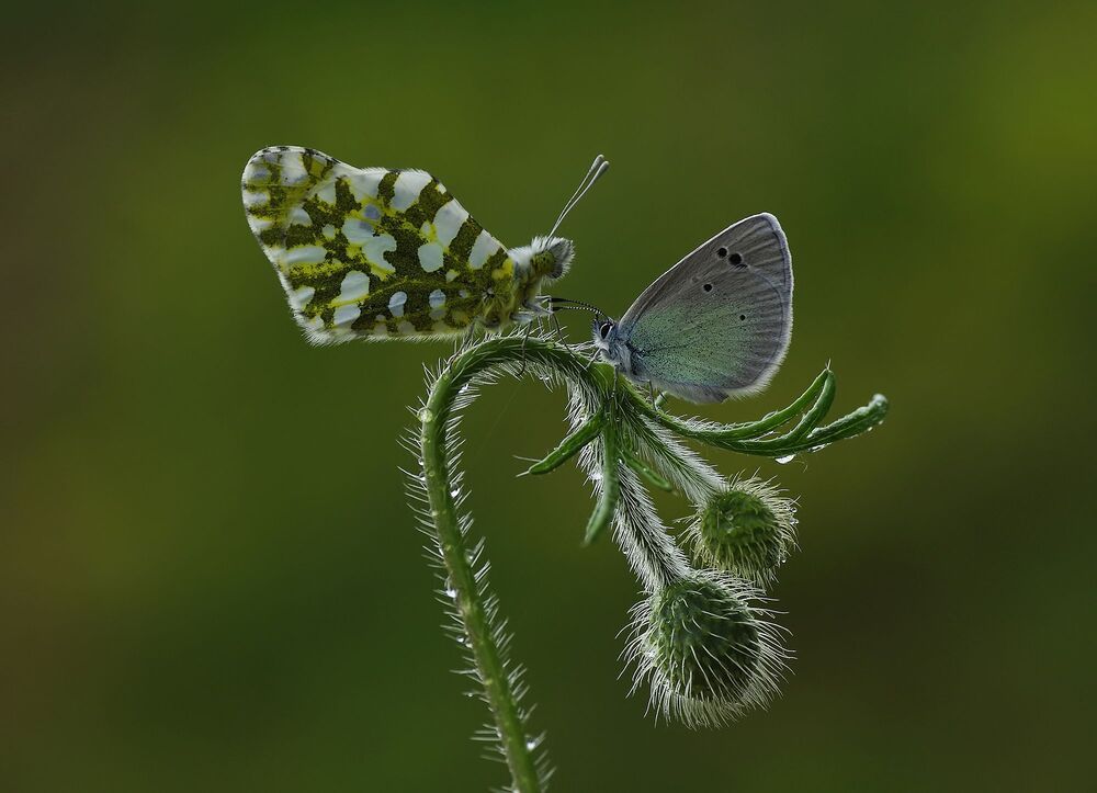 Savas Sener