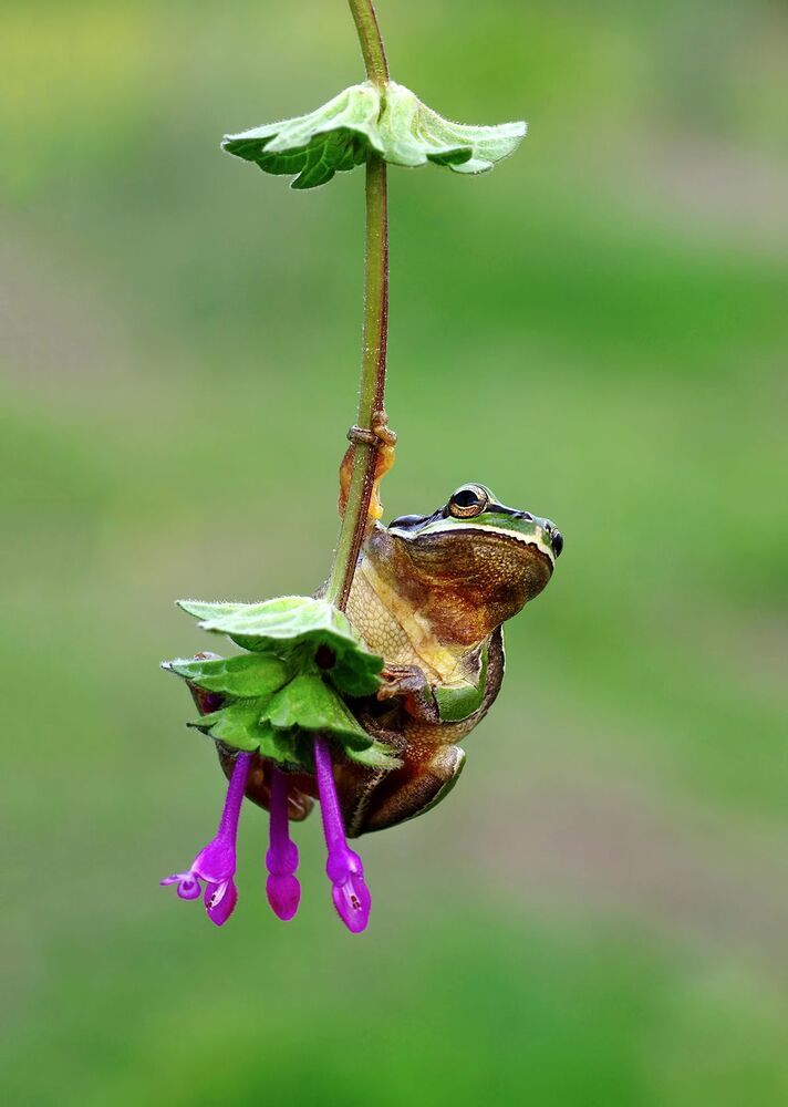 Savas Sener