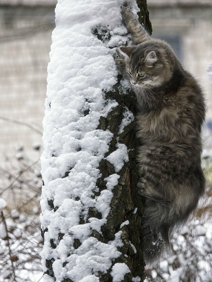 - А как же я вниз спускаться буду?