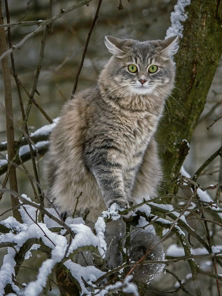 -То ли кошка, то ли филин