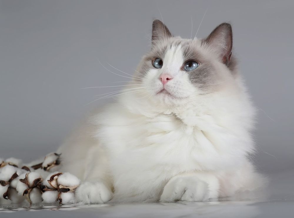 Mатильда - Ragdoll Cat (Matilda)