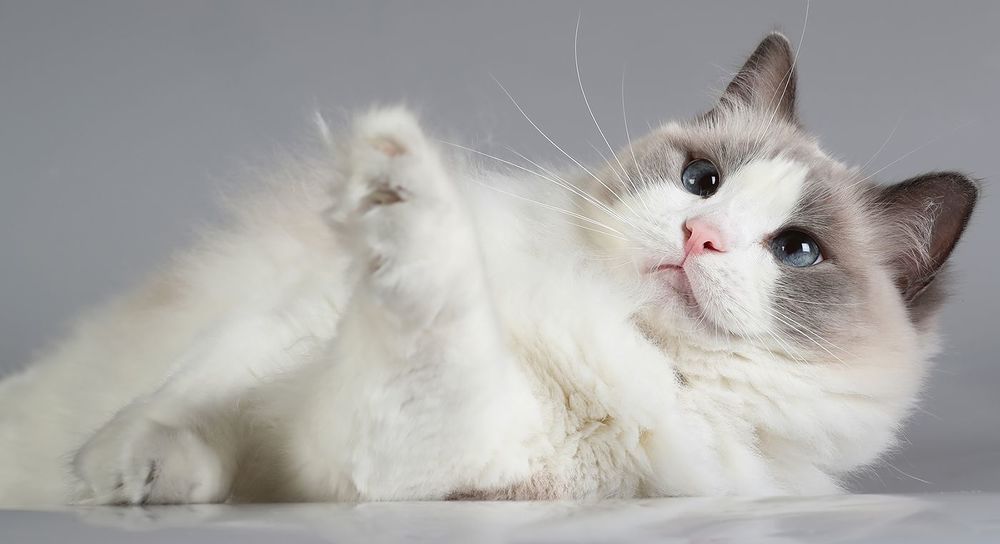 Mатильда - Ragdoll Cat (Matilda)