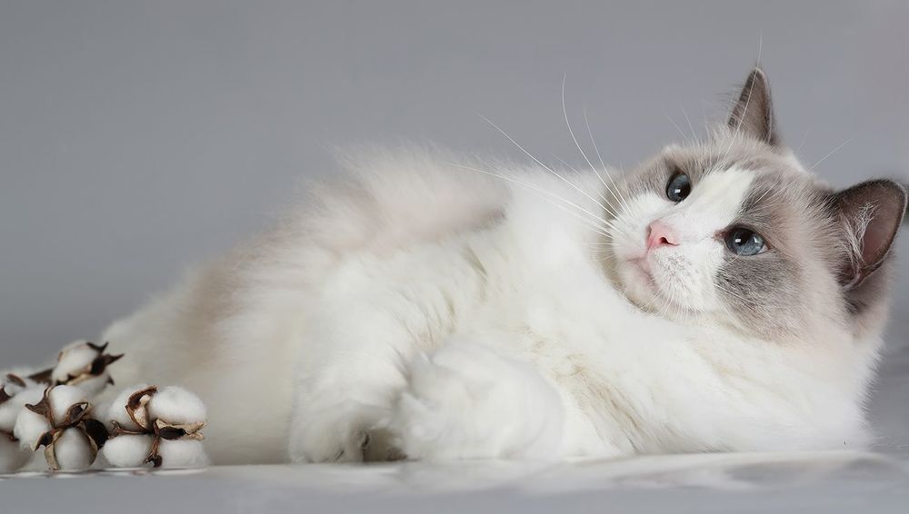 Mатильда - Ragdoll Cat (Matilda)