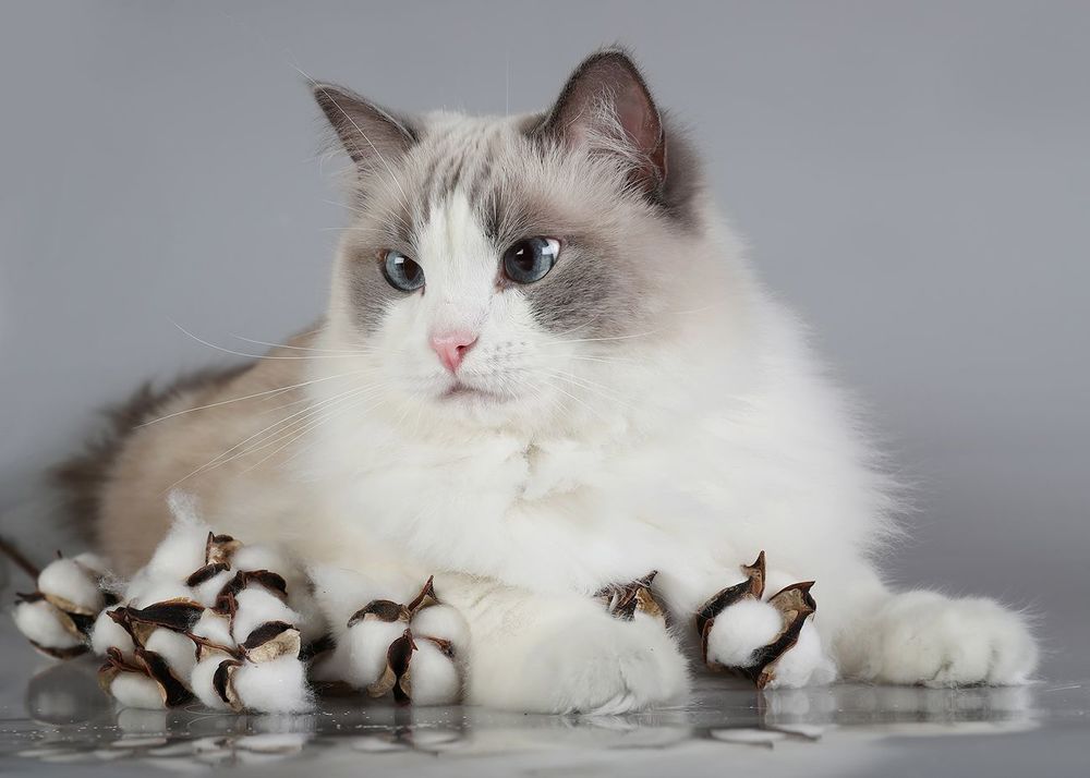 Mатильда - Ragdoll Cat (Matilda)
