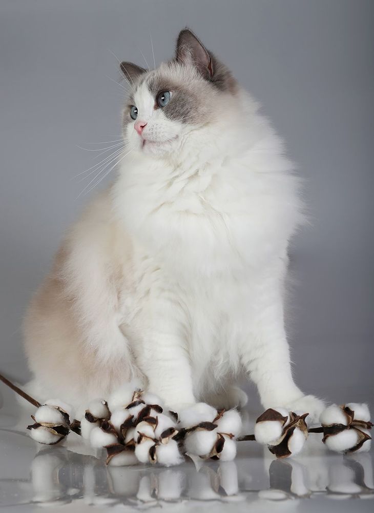Mатильда - Ragdoll Cat (Matilda)