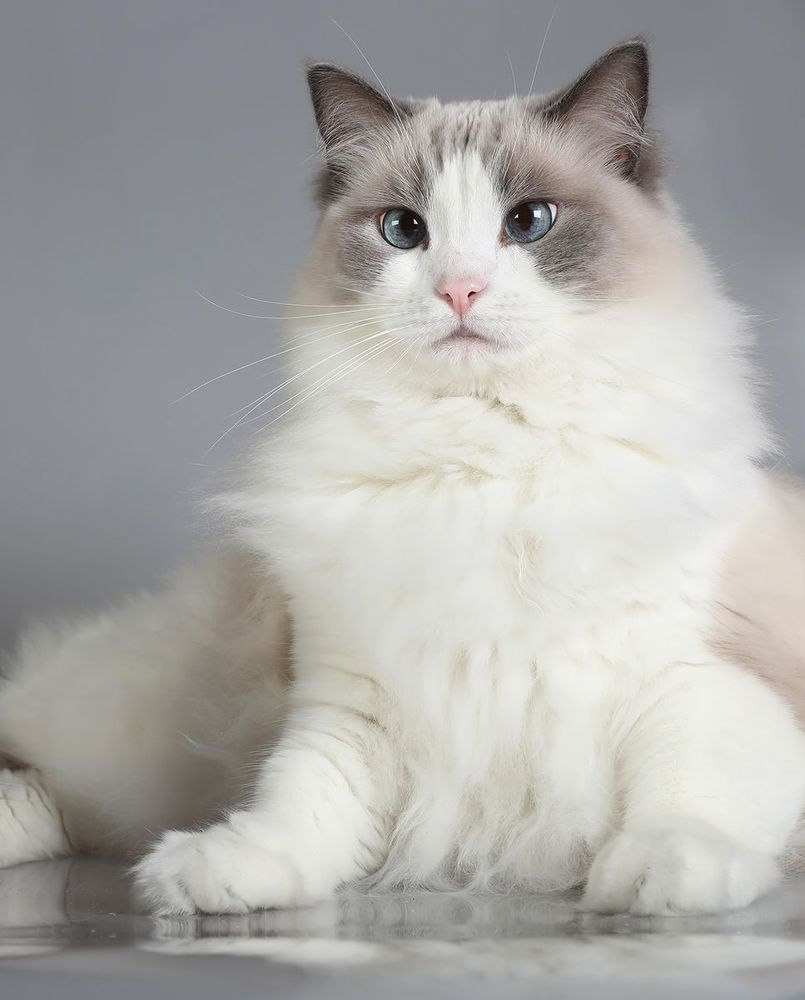 Mатильда - Ragdoll Cat (Matilda)