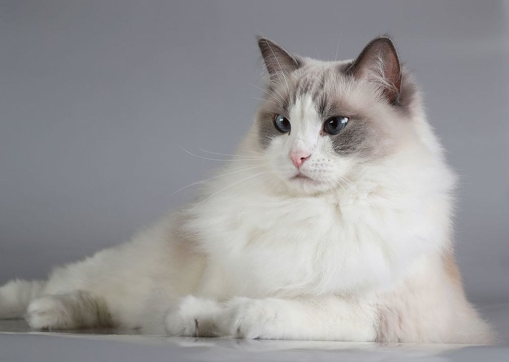Mатильда - Ragdoll Cat (Matilda)