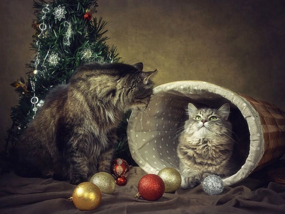 - Здесь есть кто-нибудь?
- Нет-нет, никого нет!
