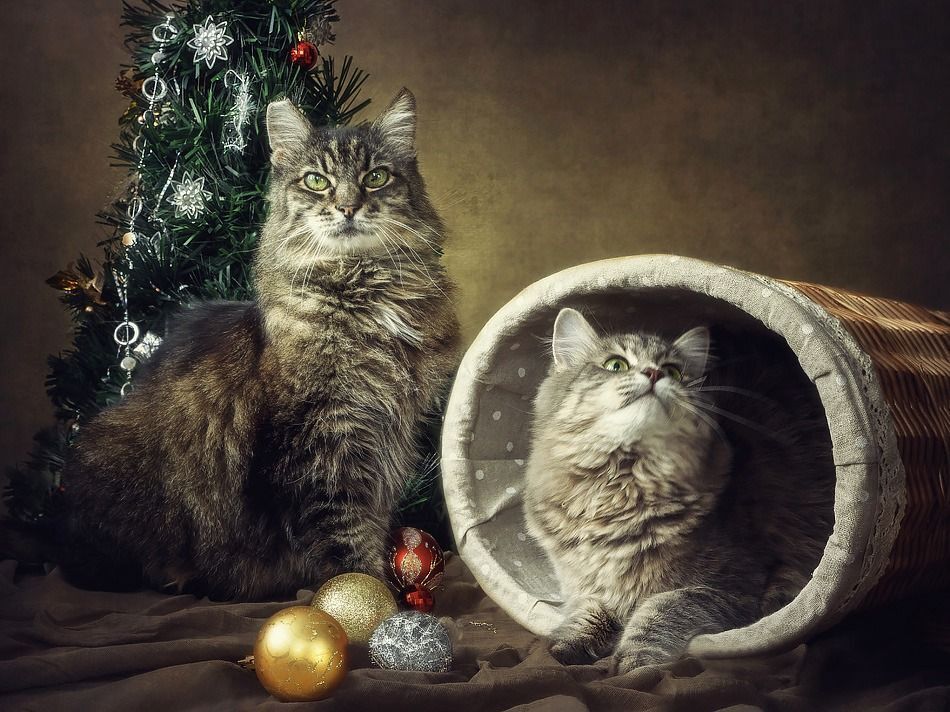 - Смотри в объектив, нас снимают!
- Не хочу, не буду, не хочу , не буду!