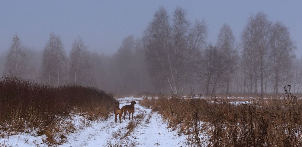 Туманно всё, пустынно, голо, сыро