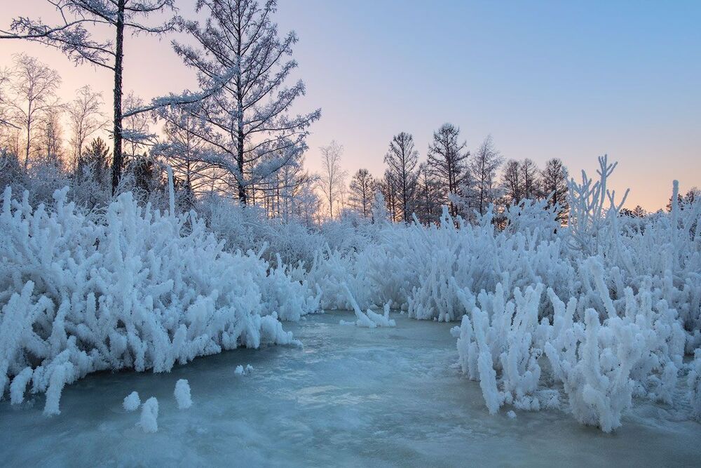 Январские кораллы - 2