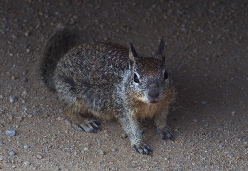 1.Калифорни́йский су́слик( Spermophilus beecheyi) &mdash; грызун рода сусликов.