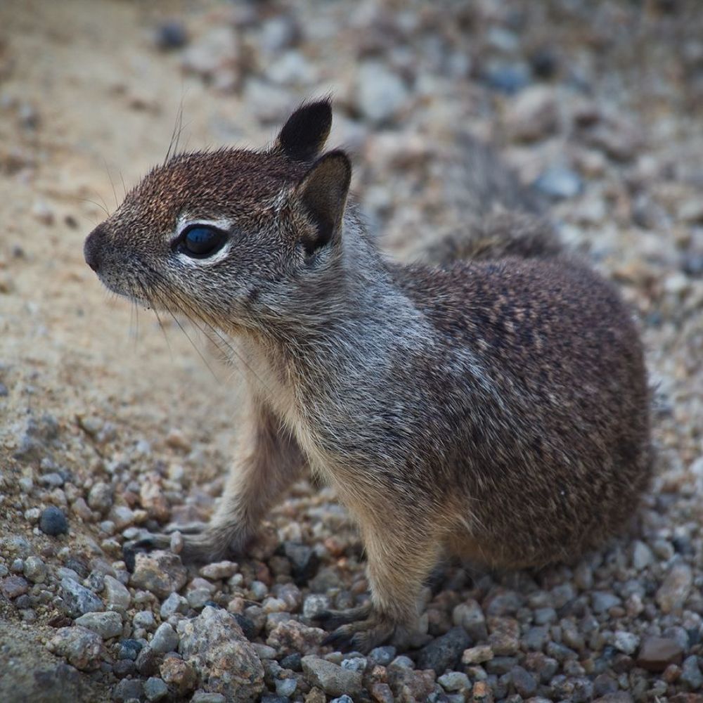 9. Детеныш калифорнийского суслика.