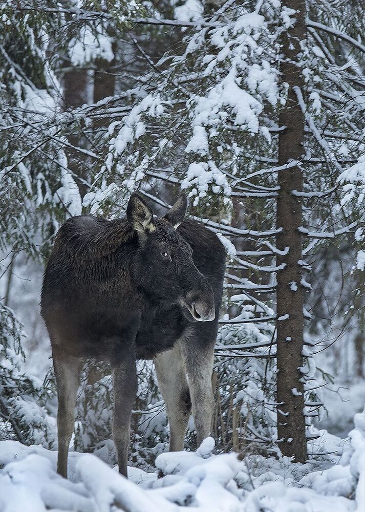 Лось