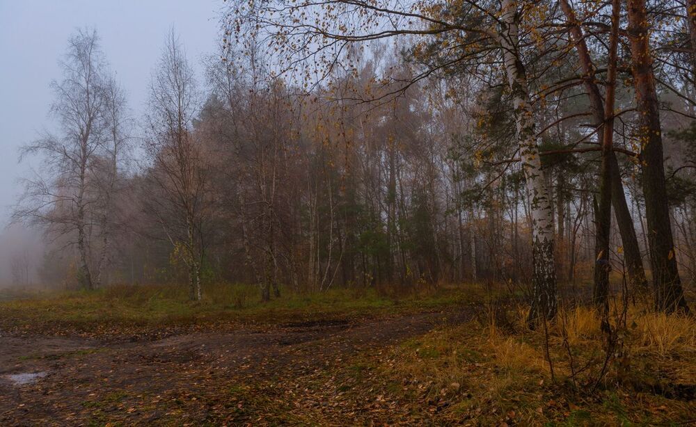 Ноябрьское безмолвие