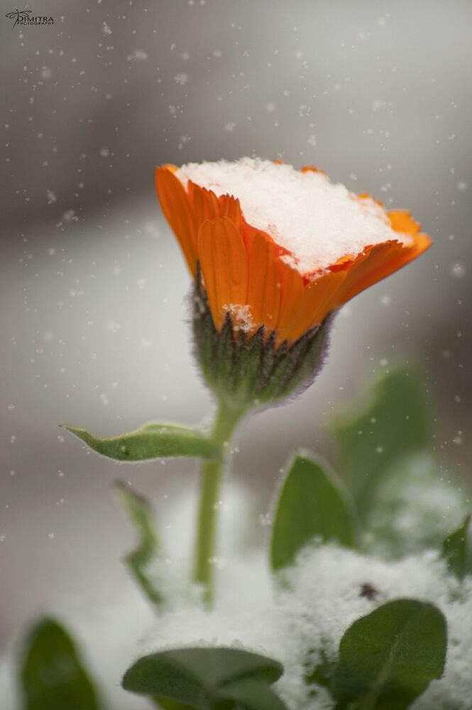 Snow cone