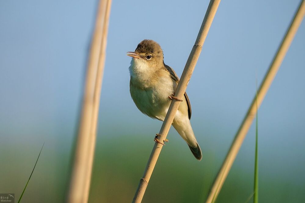 Acrocephalus scirpaceus
