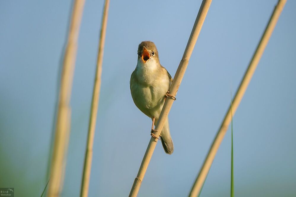 Acrocephalus scirpaceus