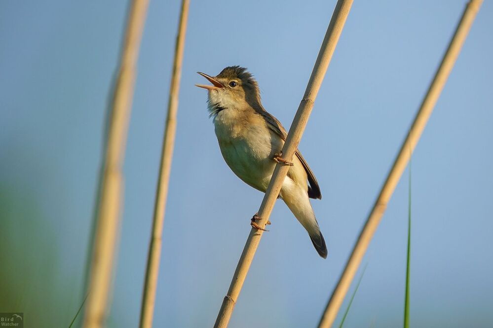 Acrocephalus scirpaceus