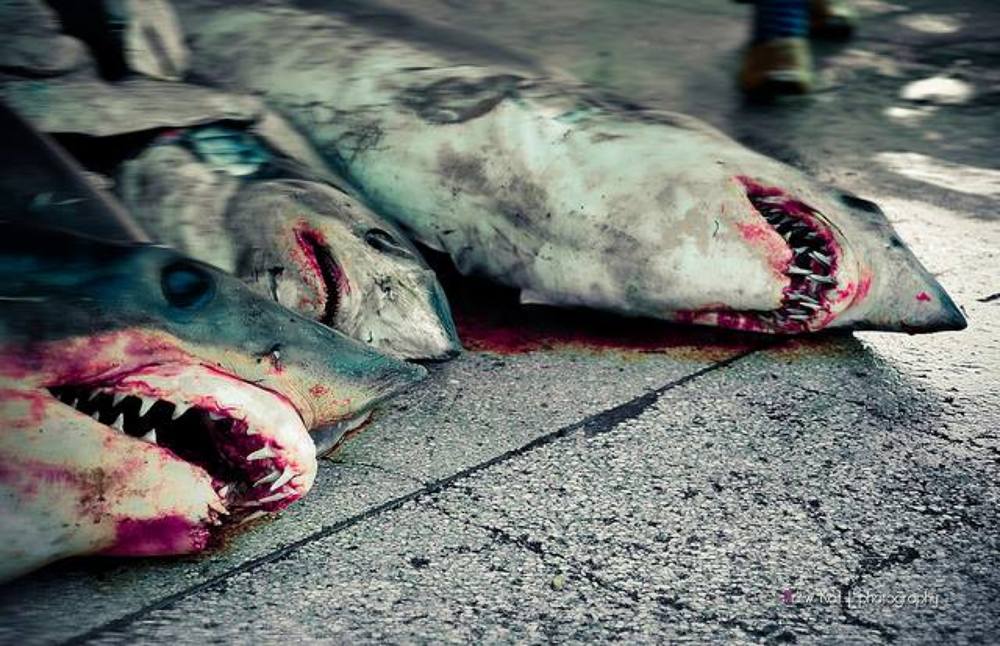SHARK SLAYER