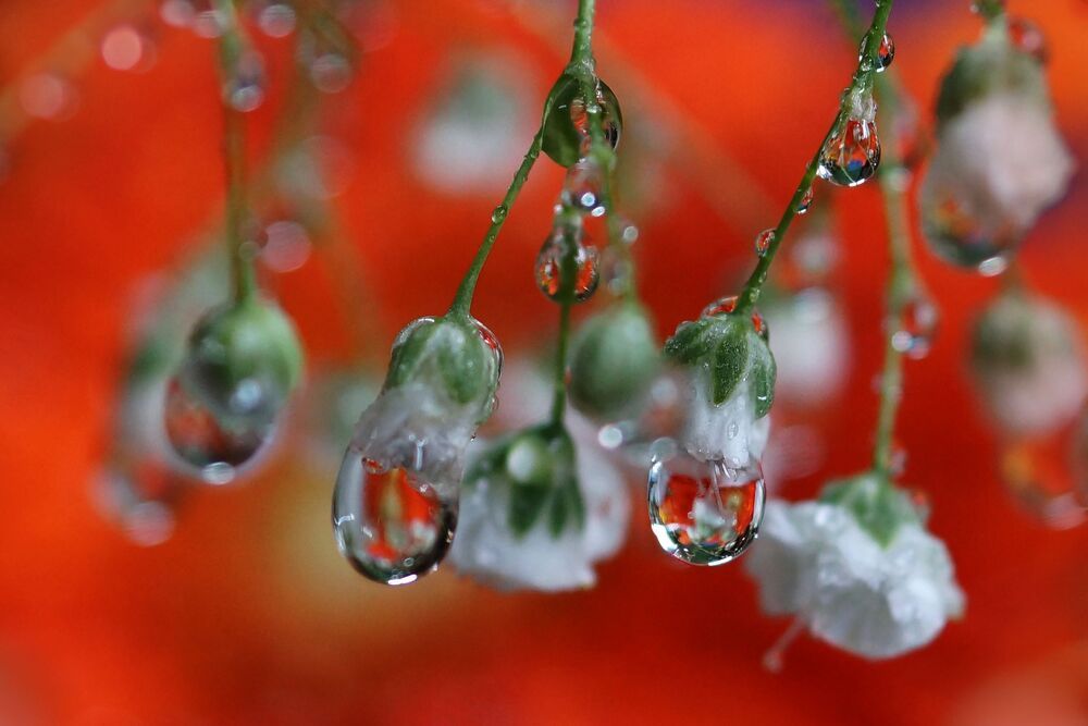 Dew Droplets Macro series