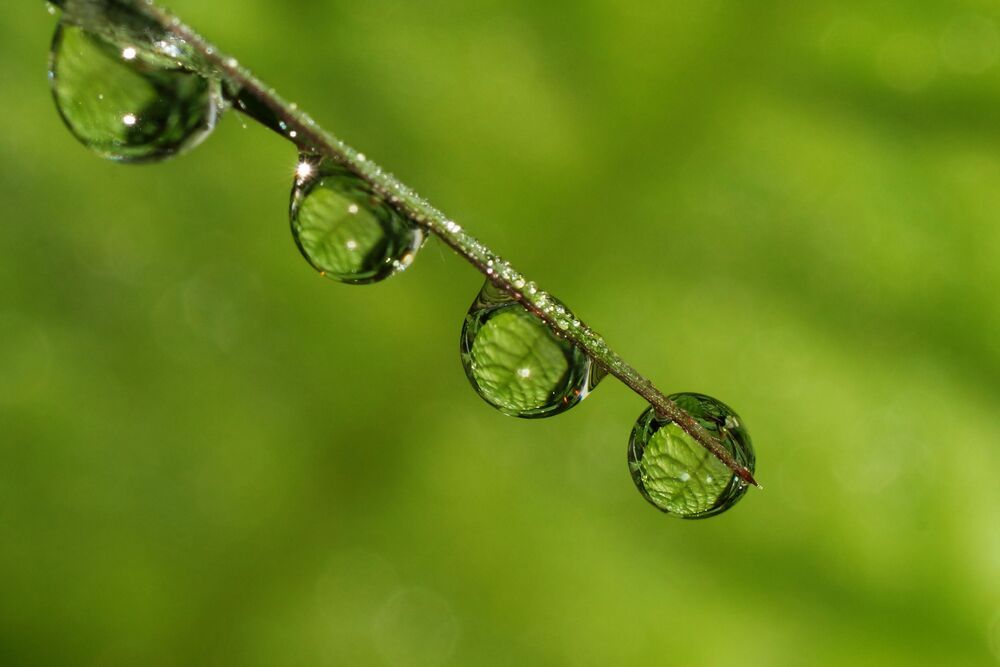 Dew Droplets Macro series