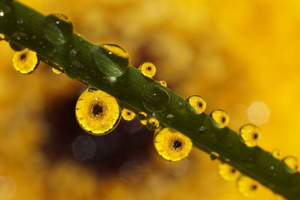 Dew Droplets Macro series