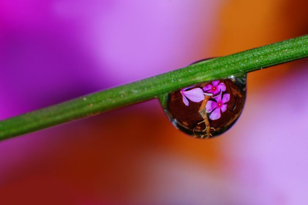 Dew Droplets Macro series