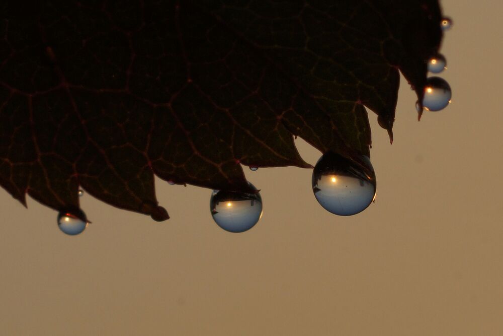 Dew Droplets Macro series