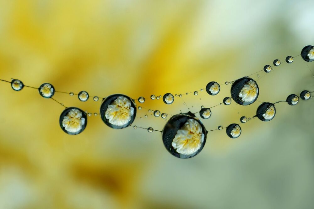 Dew Droplets Macro series