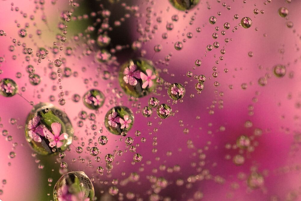 Dew Droplets Macro series